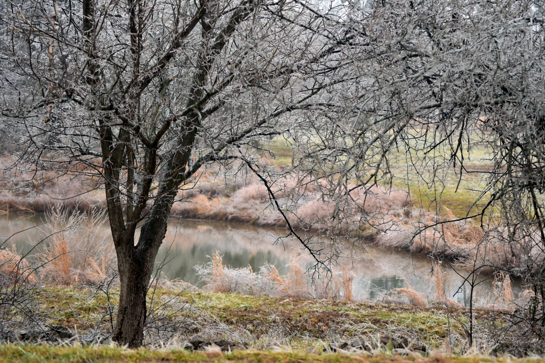 Ice at Marberry Arboretum
